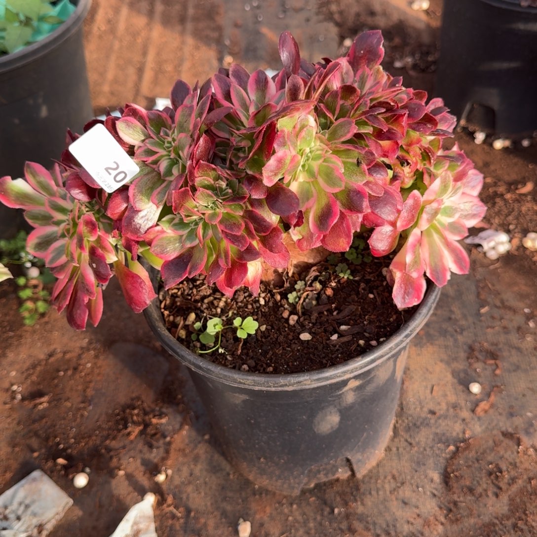 20粉女郎缀化满28包邮