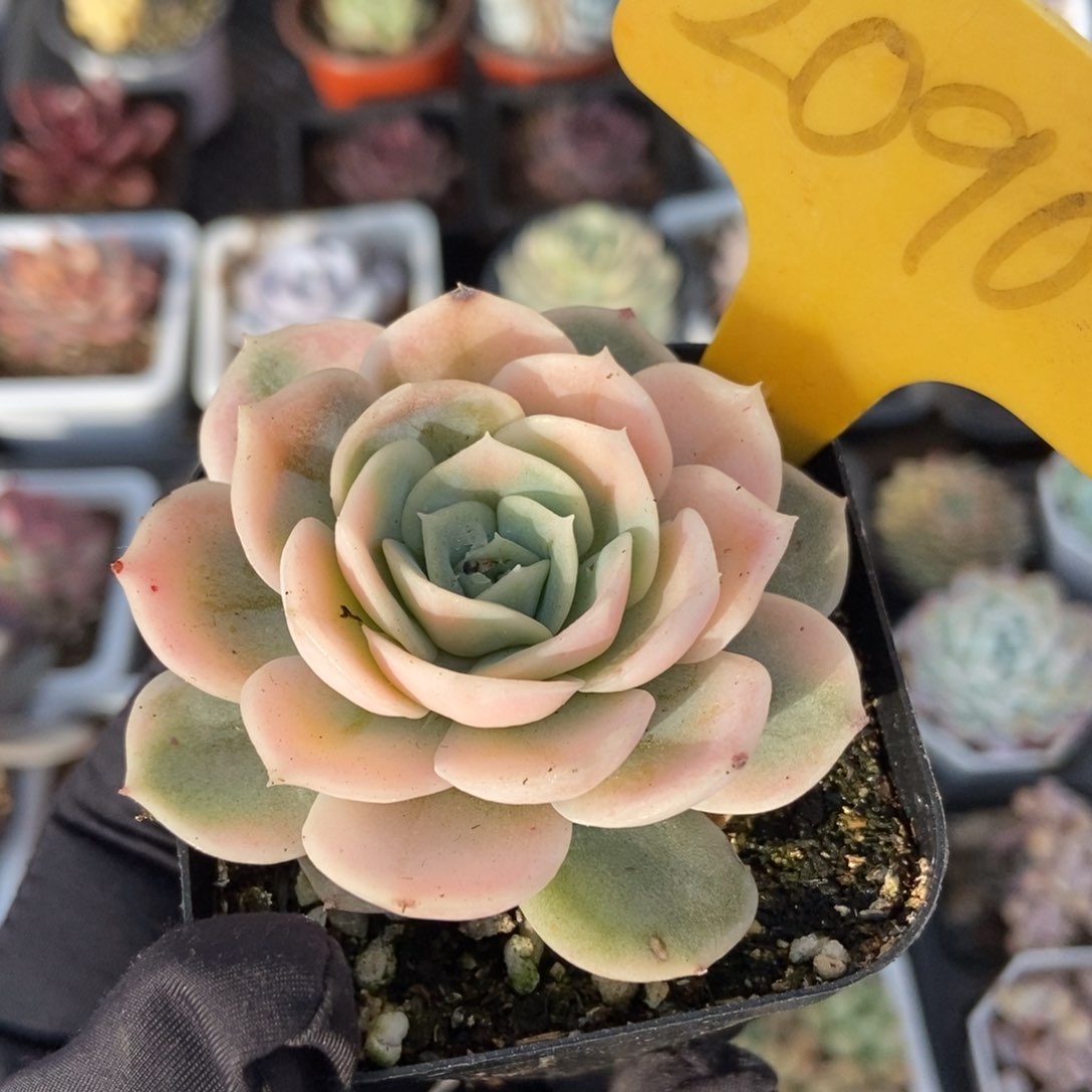 2090蓝色惊喜锦多肉植物