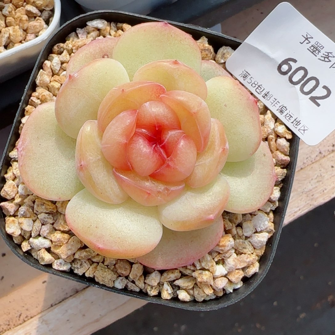 沉香珍妮，6002多肉植物