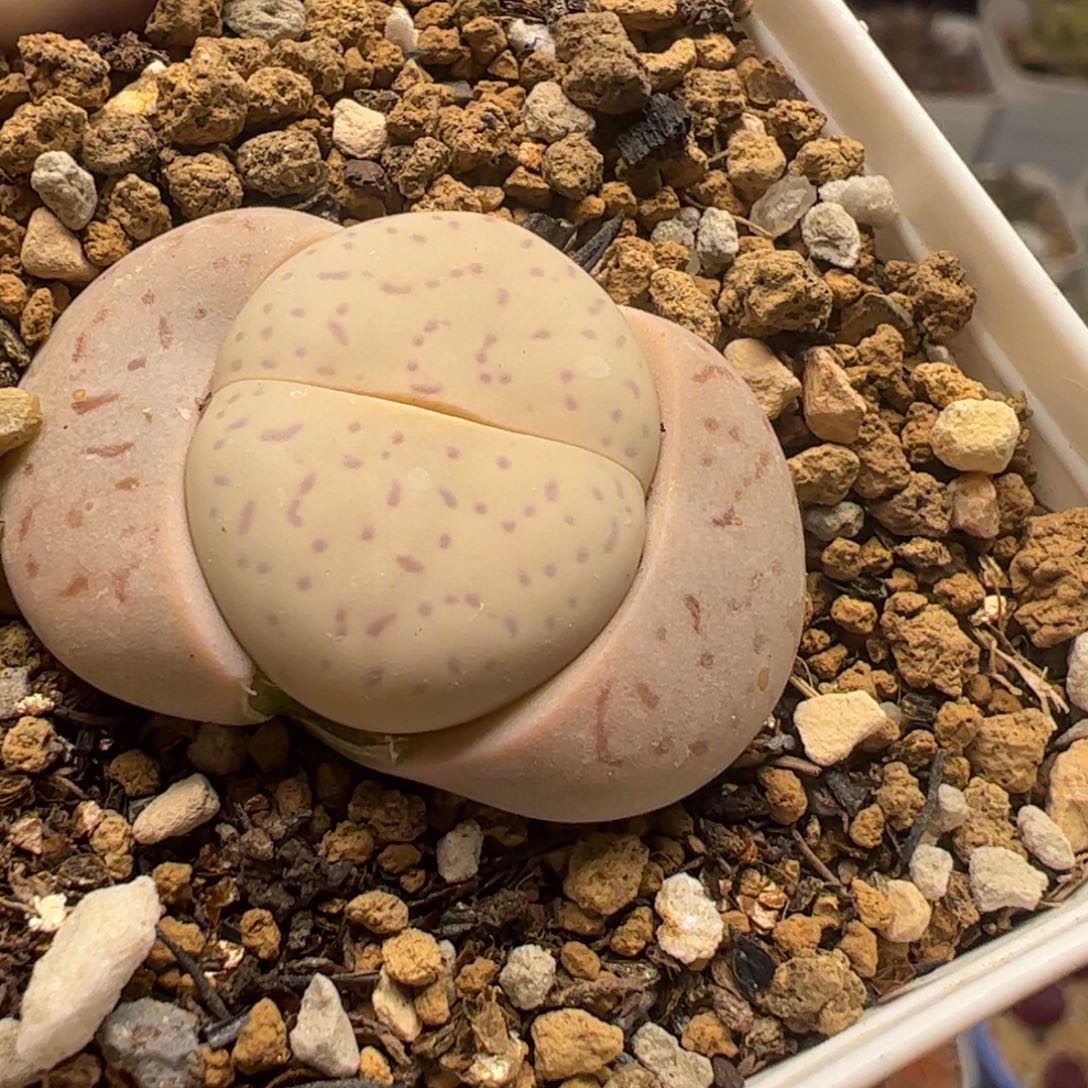 多肉植物百科111