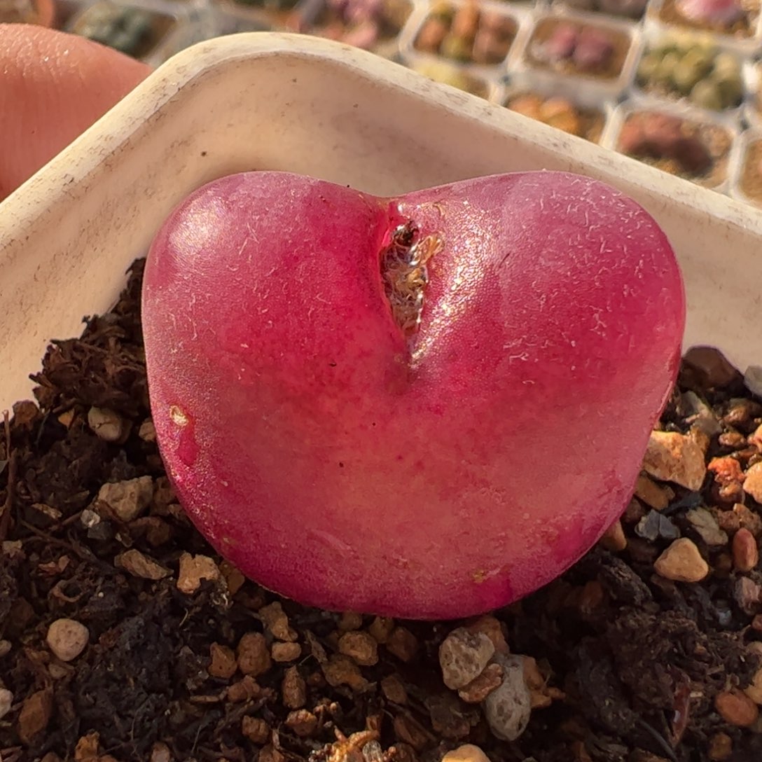 596多肉植物组合