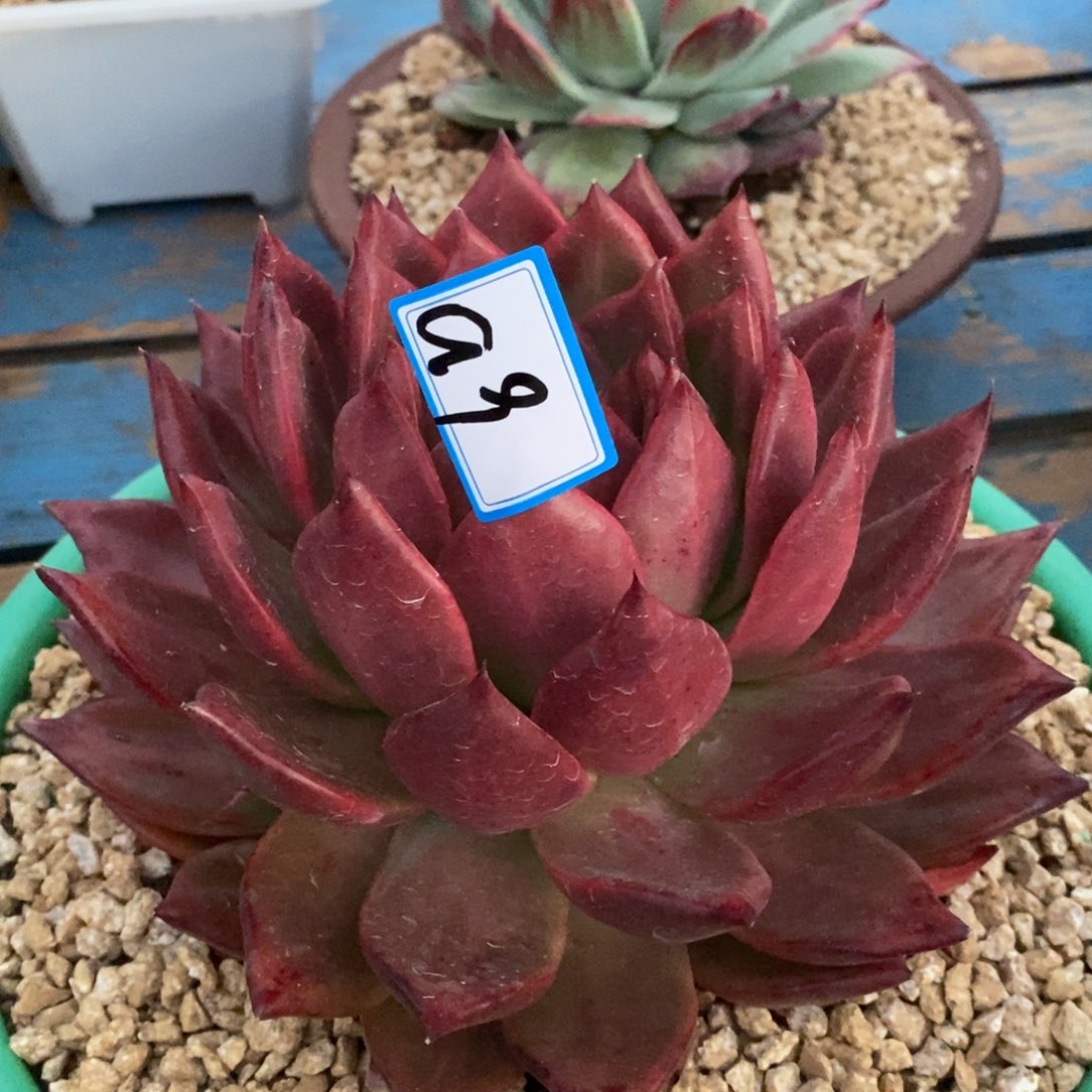 福利韩东云红色漫a9  