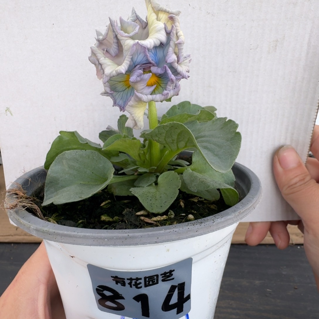 全部花朵814号角堇