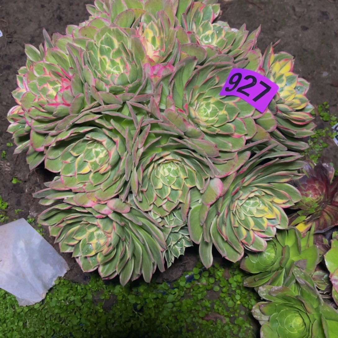 海燕法师26//////25包邮