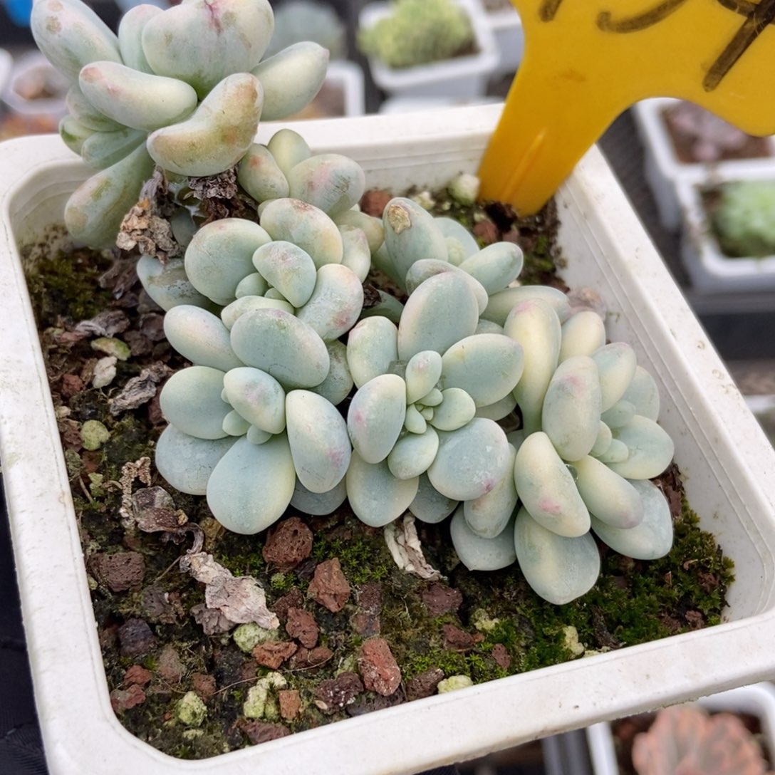 1934劳尔锦多肉植物