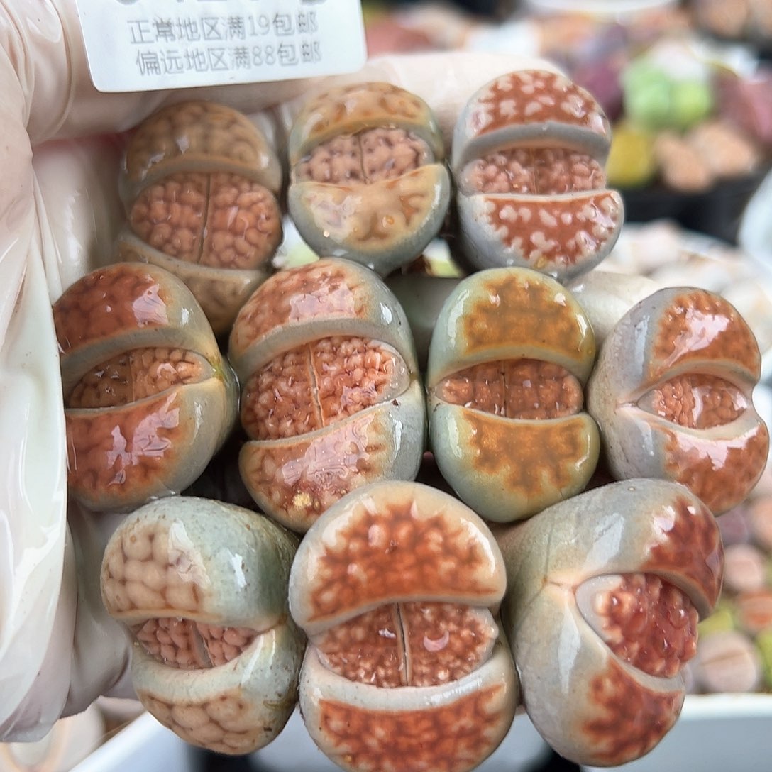 0426四年脑纹玉10颗2.5-3cm