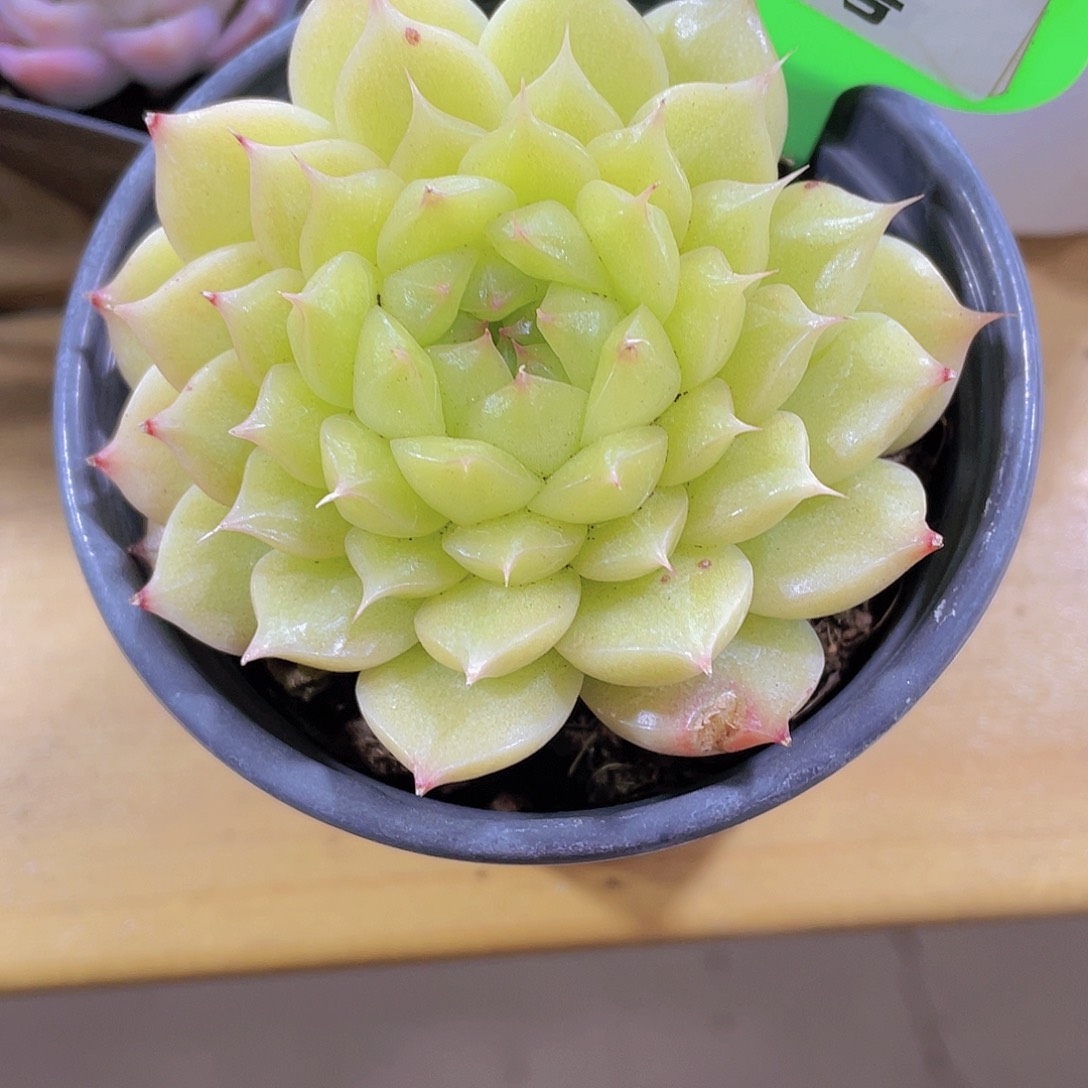 734号 睫毛绿透麦秆