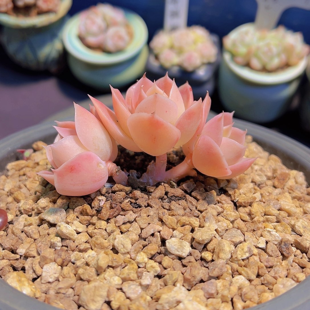 ✨****?星娜塔，有瑕疵，带盆发货，