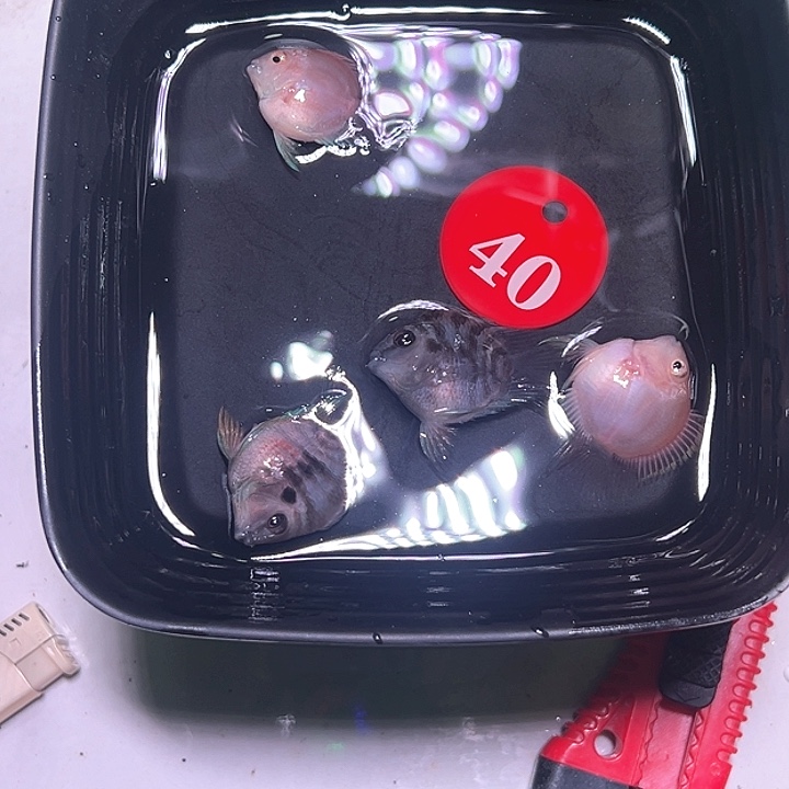 鹦鹉鱼40号，摩卡胭脂粉各一对