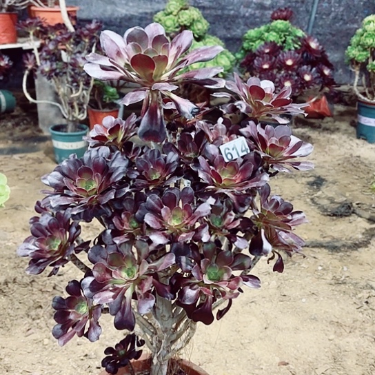 614圆叶老桩法师