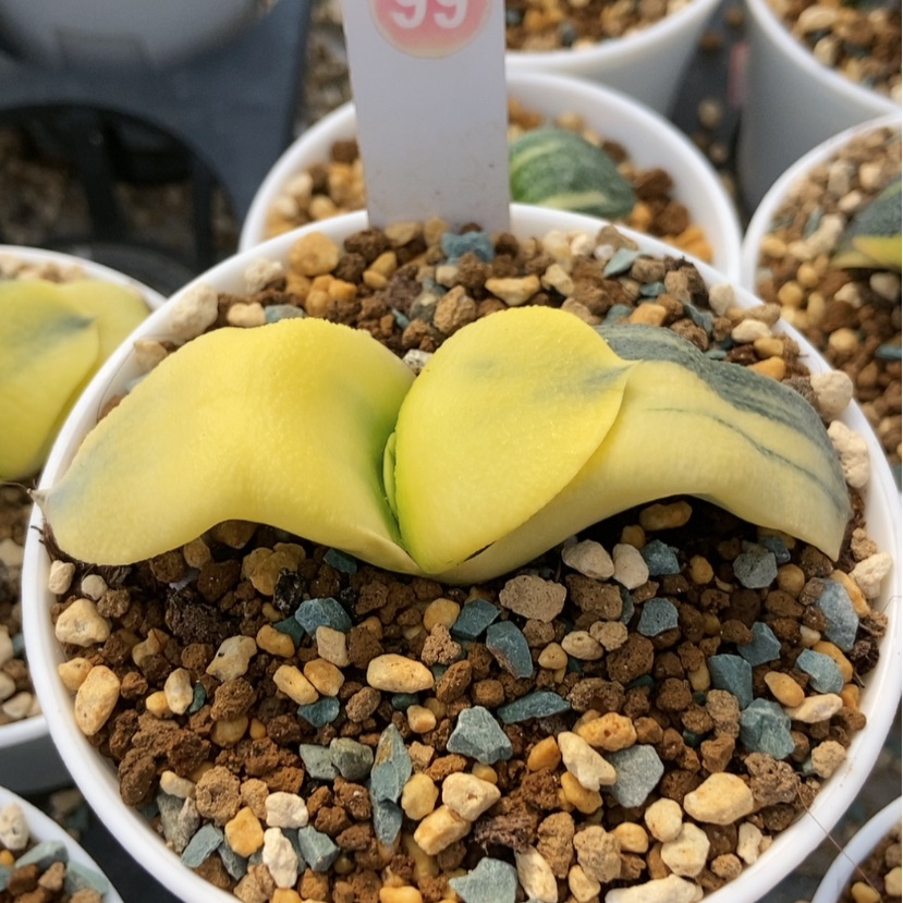 【闪购商品】生****甜卧牛锦99