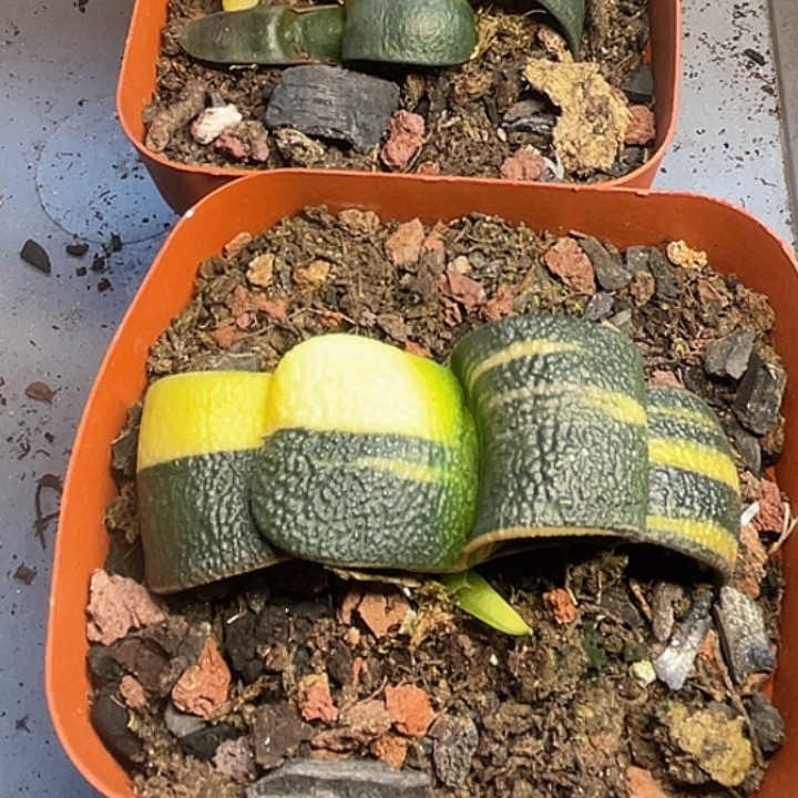 蜻***呱客户专拍一物一拍