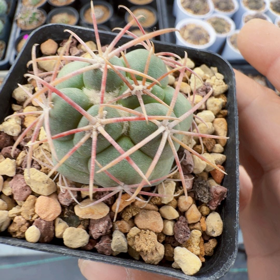 实生菲冠龙脱土发货