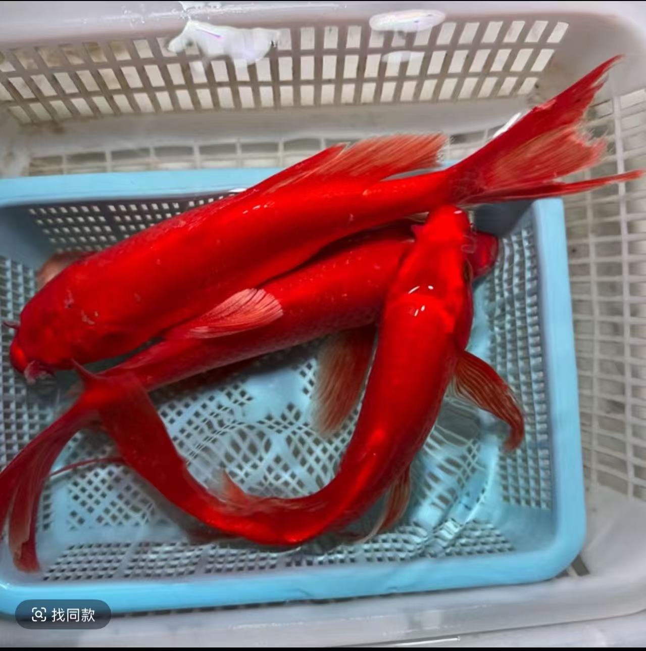 纯红蝴蝶鲤锦鲤观赏鱼冷水鱼淡水鱼活体顺丰包邮