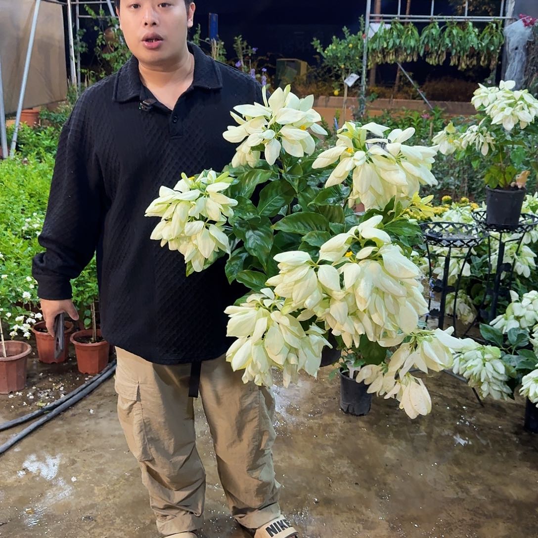 当前无花栽培后可以开花玉叶金花