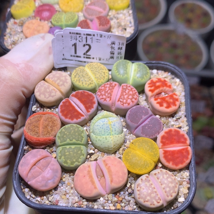 精品生石花311.12