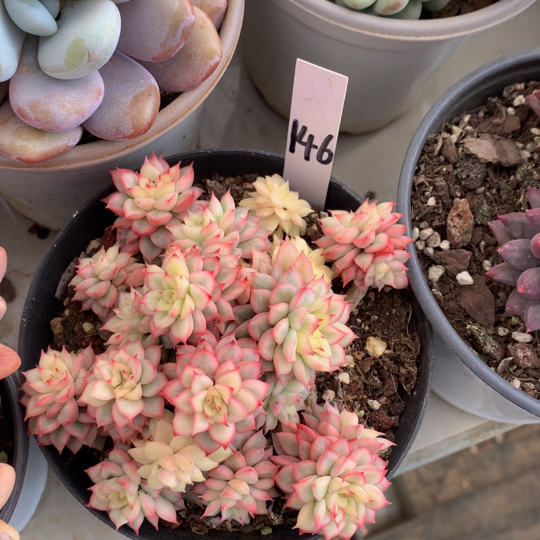 女雏锦62626262626363）