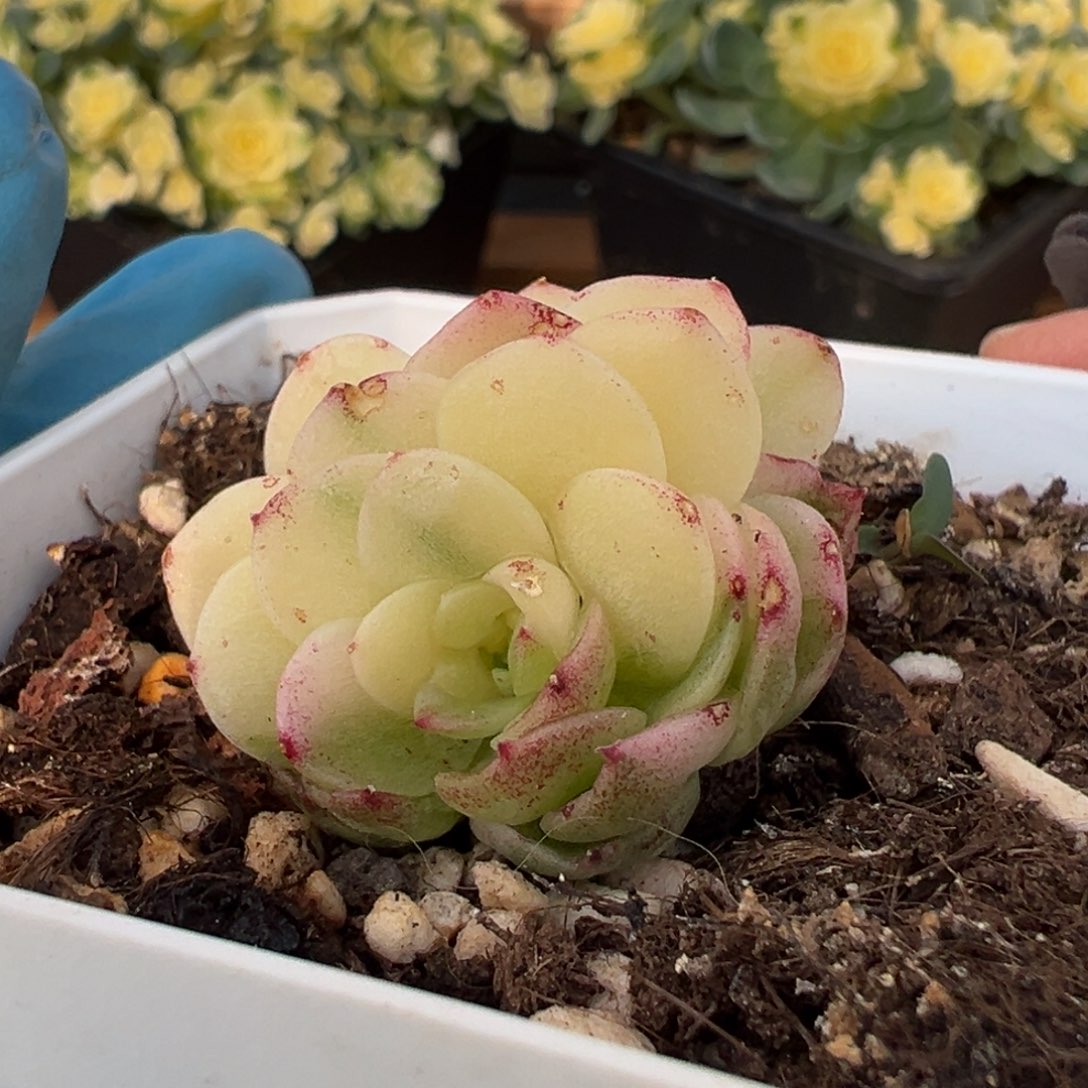 麦秆锦，带多个侧头