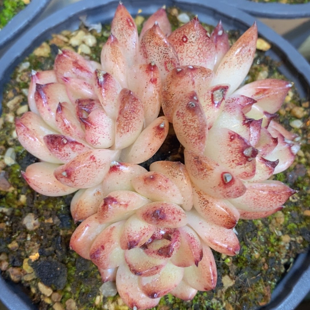 可问主播品种，下滑链接更多品种多肉选择