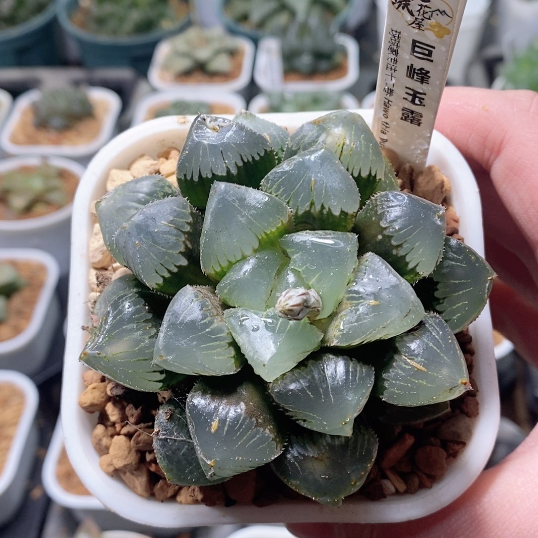 巨峰玉露多肉植物多肉植物