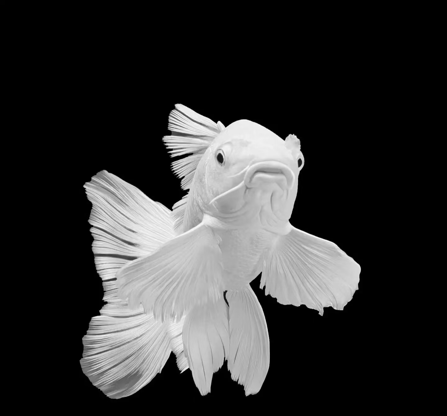 普身白蝴蝶鲤观赏鱼大鳍大尾冷水好养耐活，尺寸以直播间为主