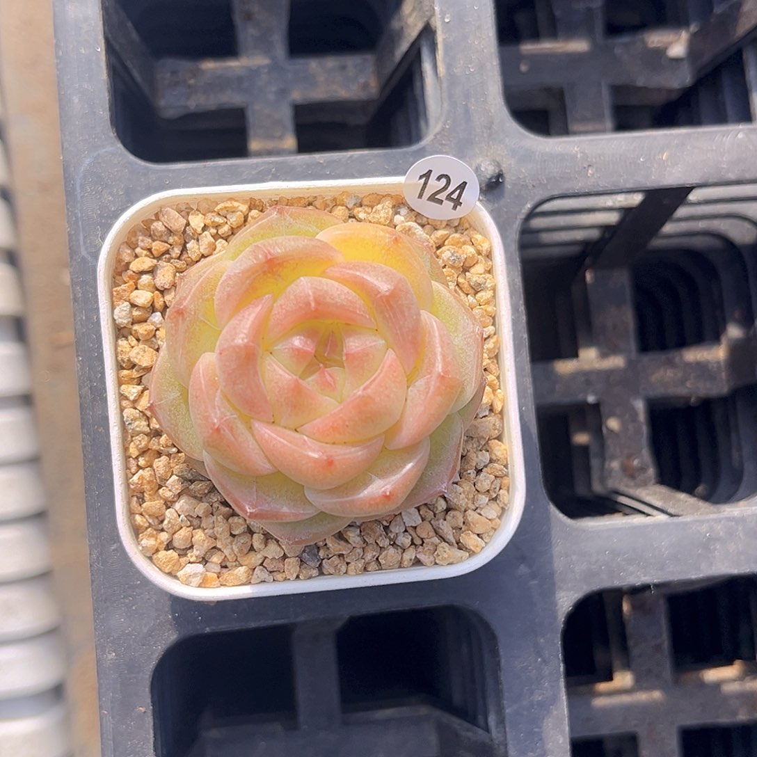 124一物一拍 康桥