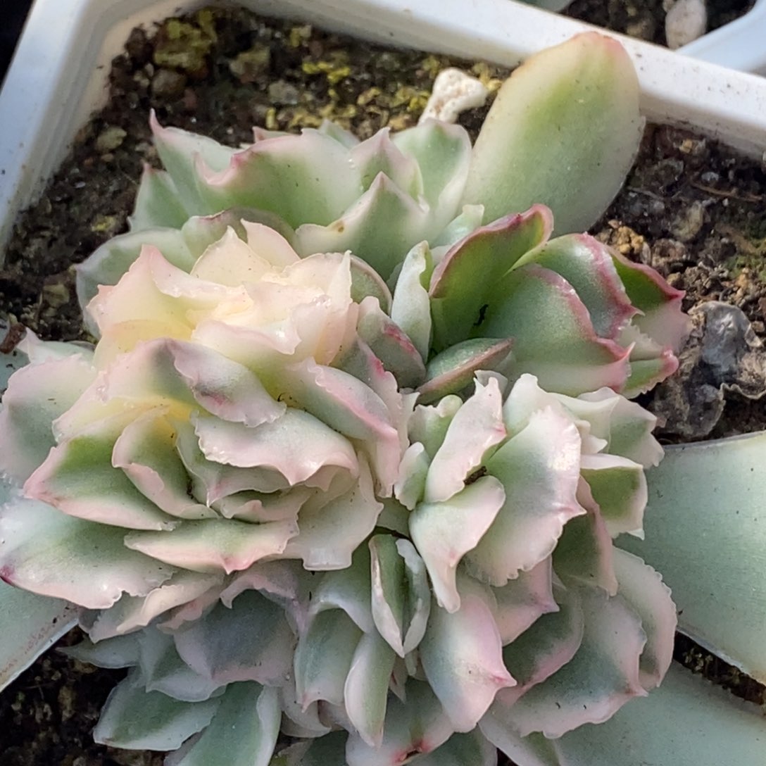 25紫蝴蝶锦底座大群