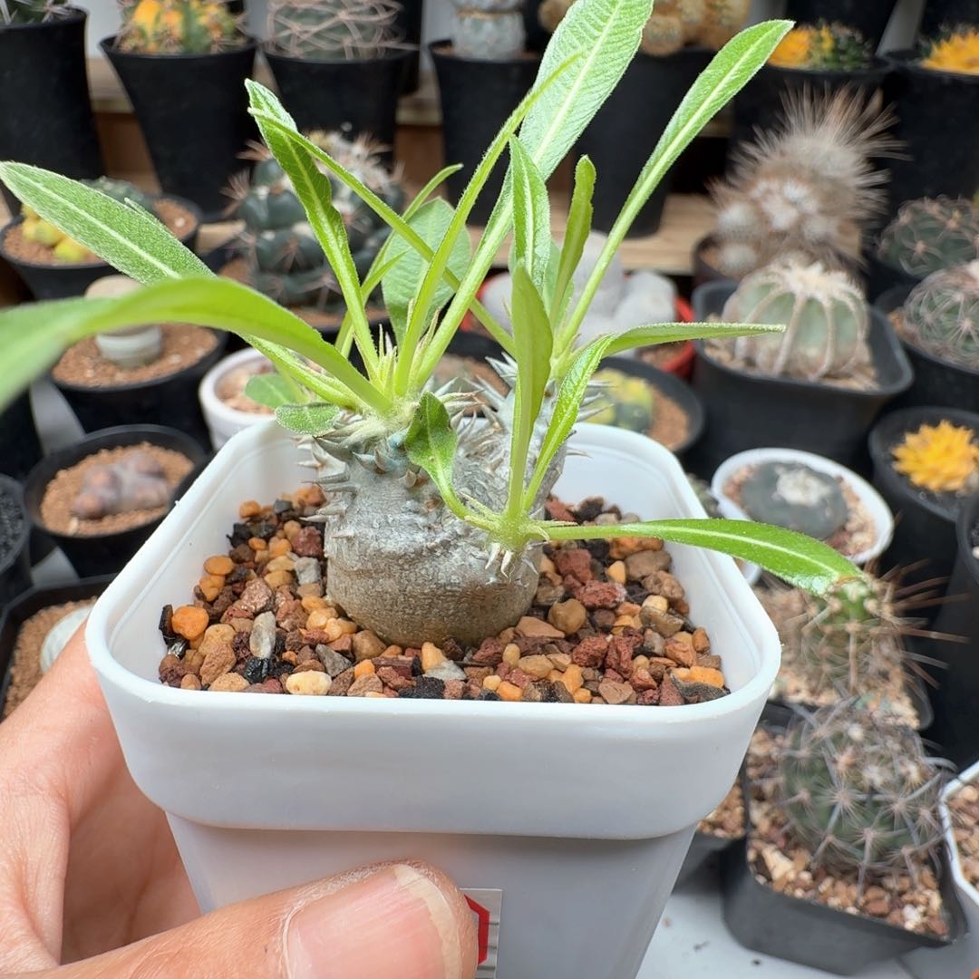 无花朵惠比大黑带盆发货