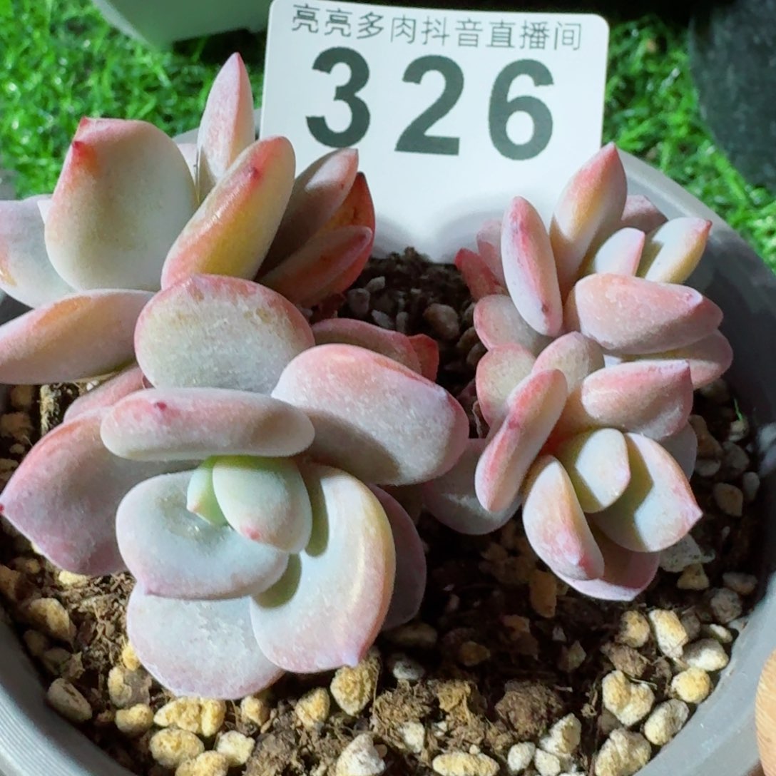 四头奶茶         精品多肉