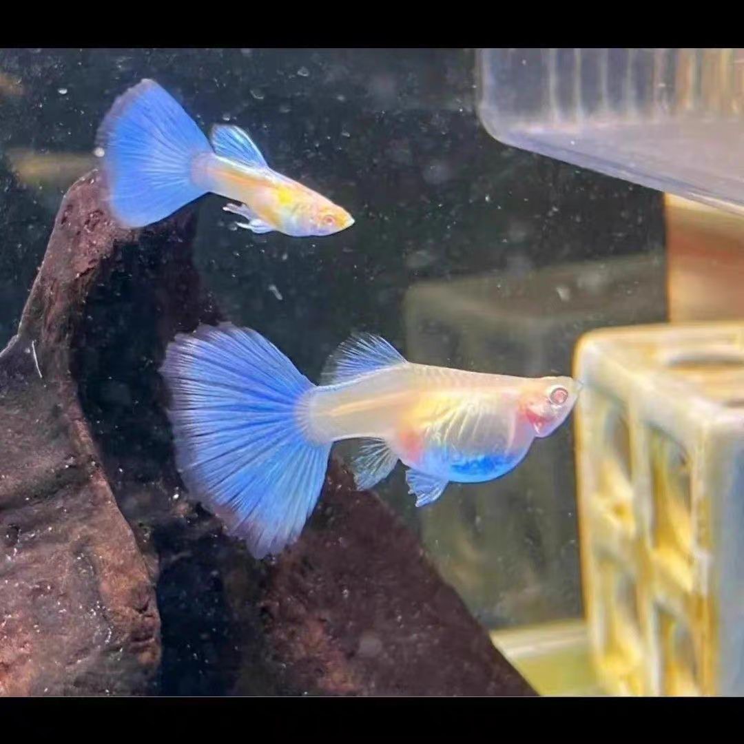 精品蓝白凤尾孔雀鱼带肚孕母小型热带观赏鱼