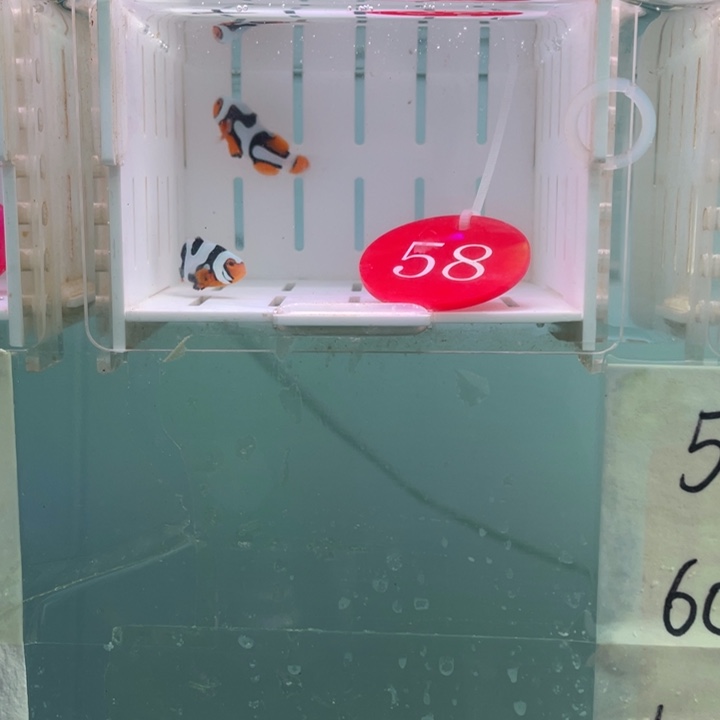 海水鱼精品熊猫2条2.5-3