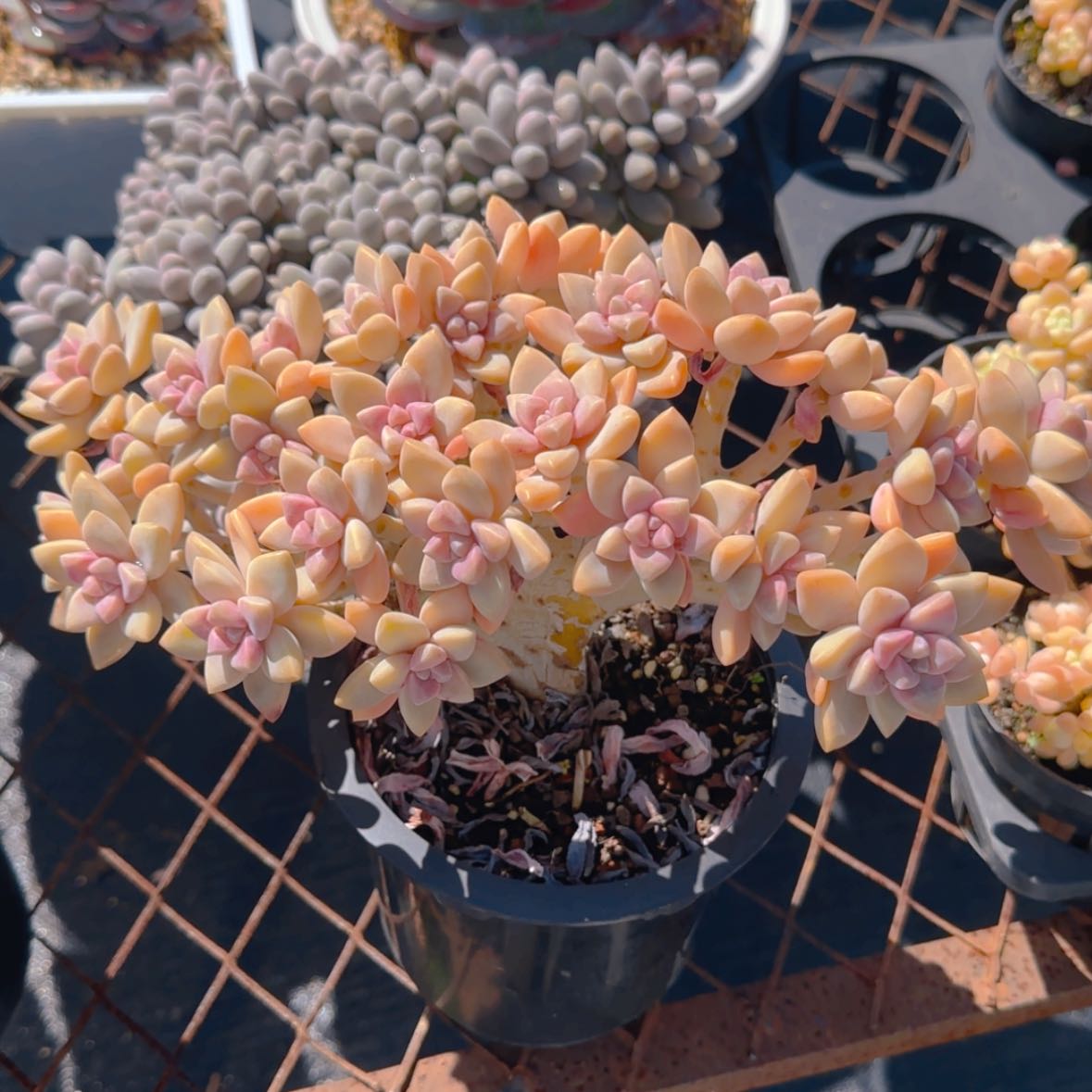 【闪购商品】淡雪缀化19.9