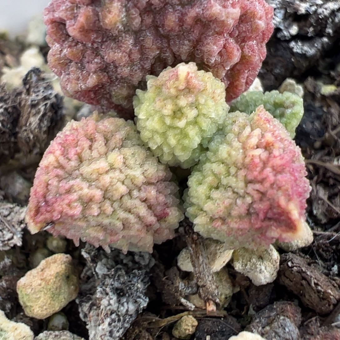 实生新品多肉植物水泡