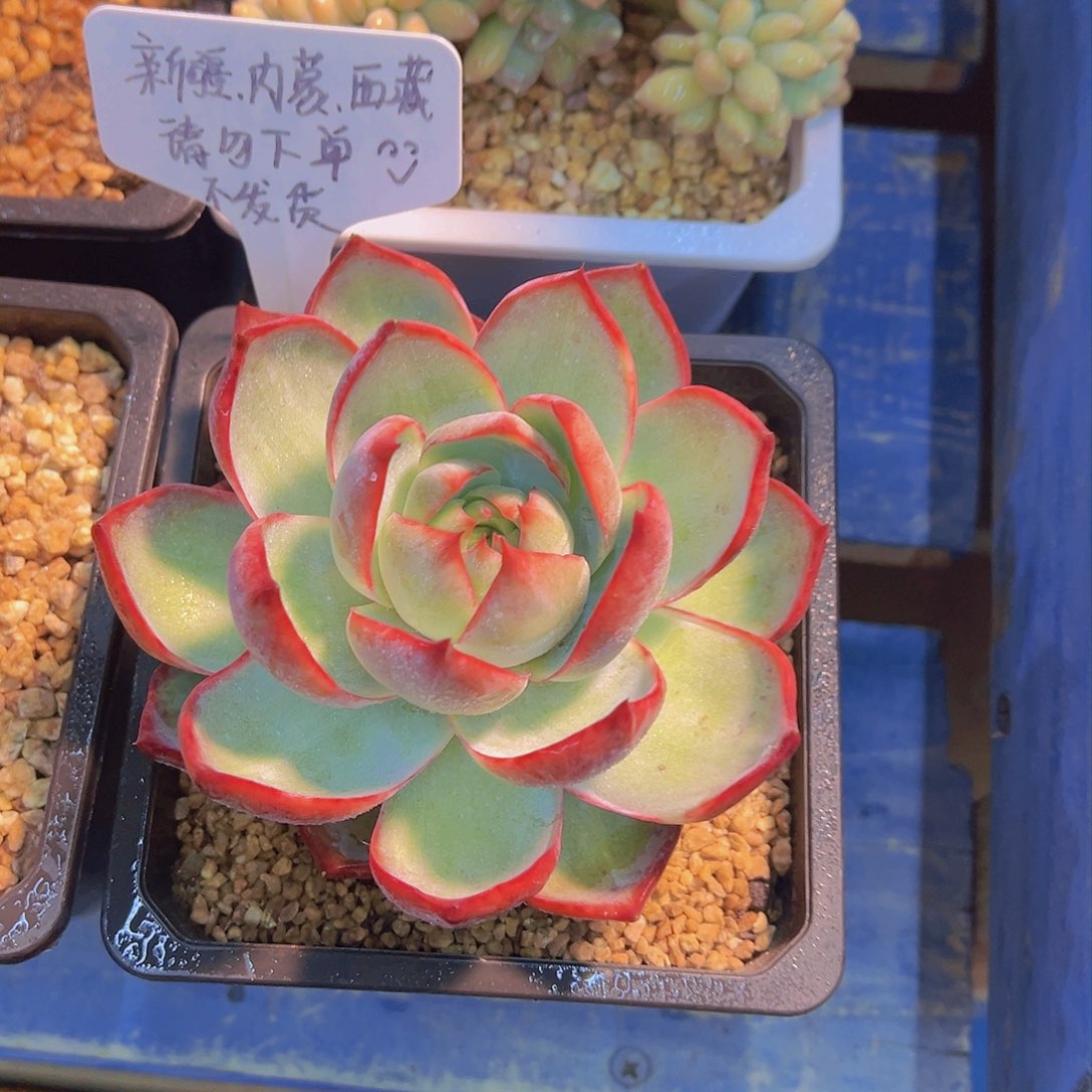 惊鸿仙子，多肉植物