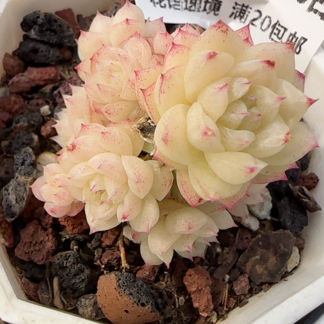 花语逸境0210-554