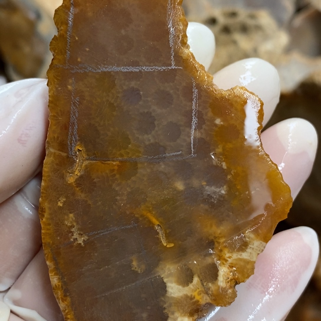 【闪购商品】硅化玉颈饰未镶嵌