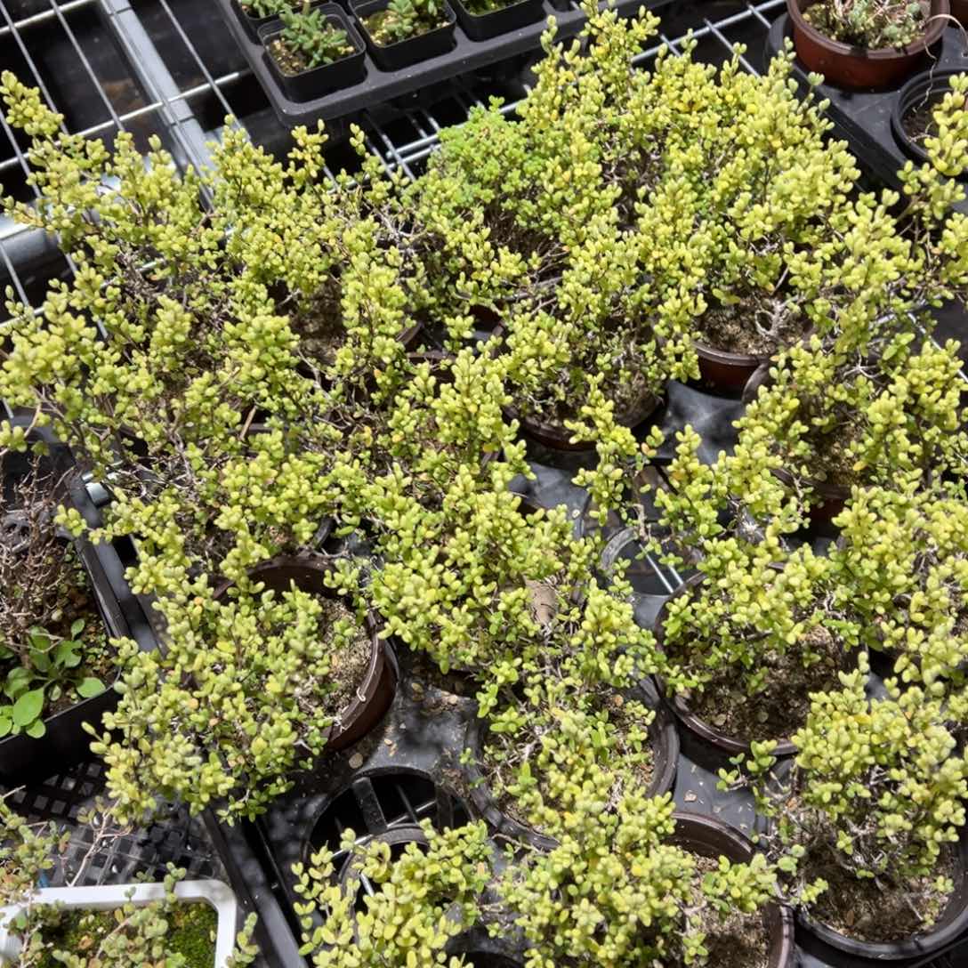 霜酪凝香90杯老桩福利