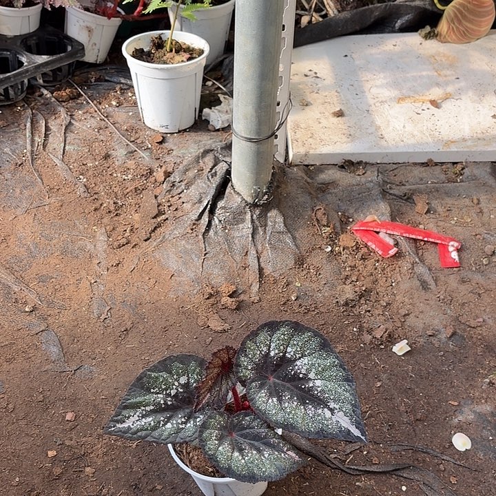 完全开放蓝色多瑙河