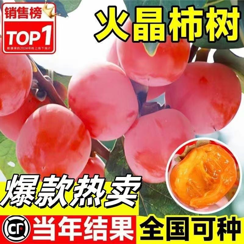 特大柿子树苗 脆甜柿子 火晶柿子 太秋柿子 磨盘柿子大树盆栽地栽