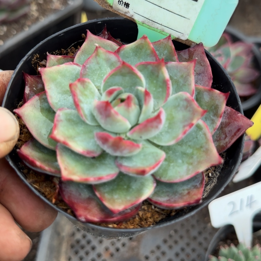 惊鸿一物一拍包装收缩花旱901