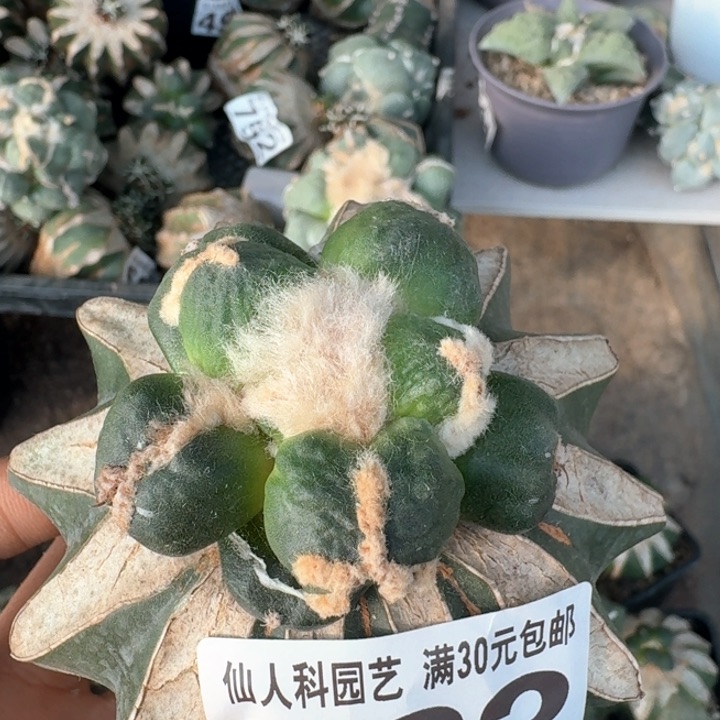 963连瓷蛋尤怒涛牡丹