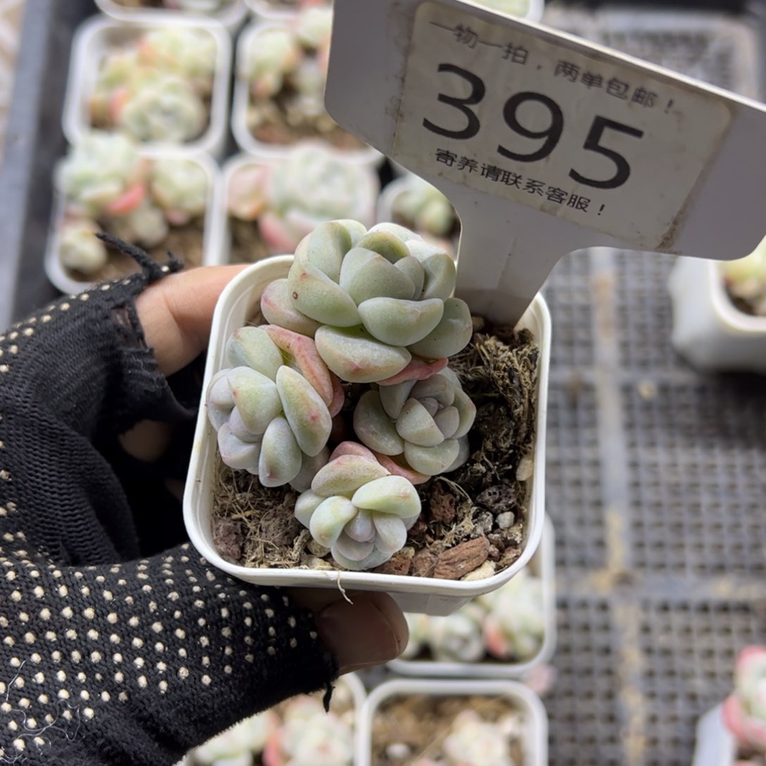 红陶395号多肉植物