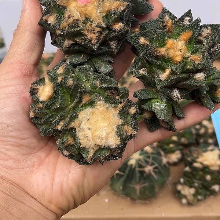 苗接落地牡丹群三颗