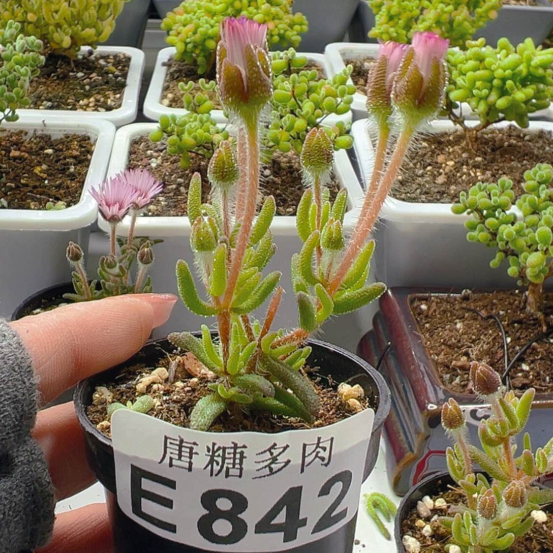 狐尾842。           
