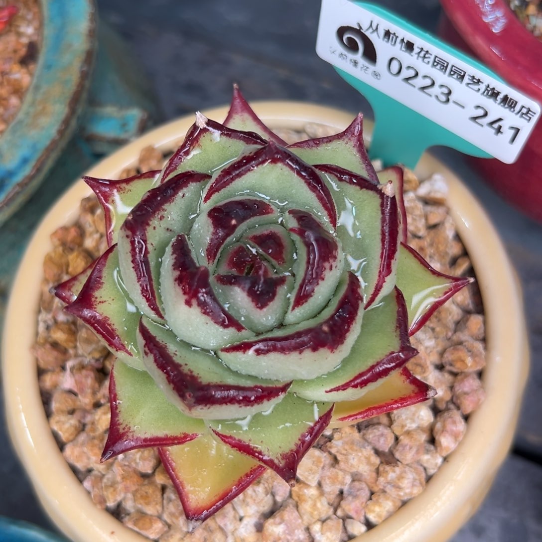 多肉一物一拍0223-241