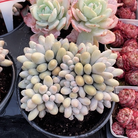 汤圆130的盆45一盆888888