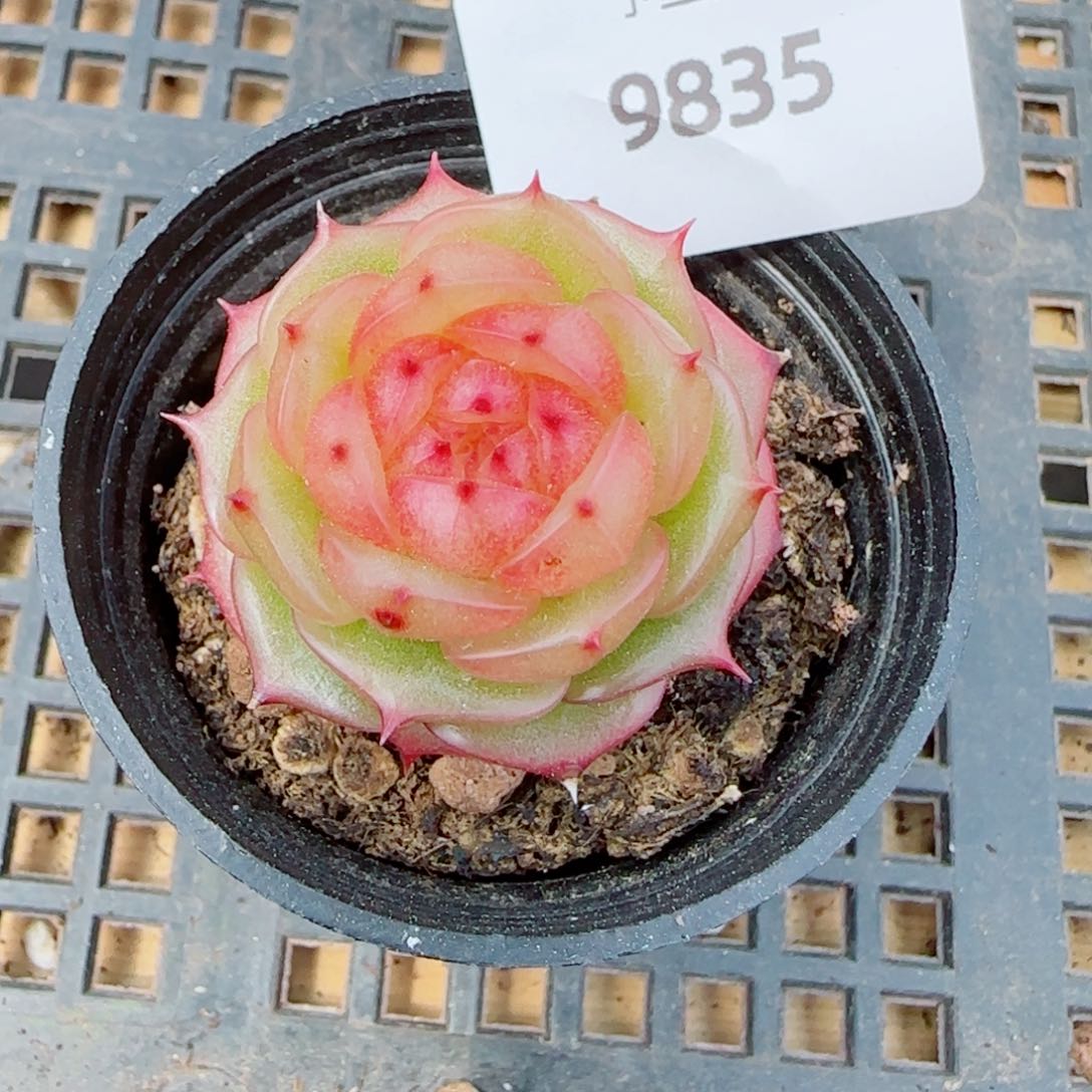 玉玲珑，9835多肉