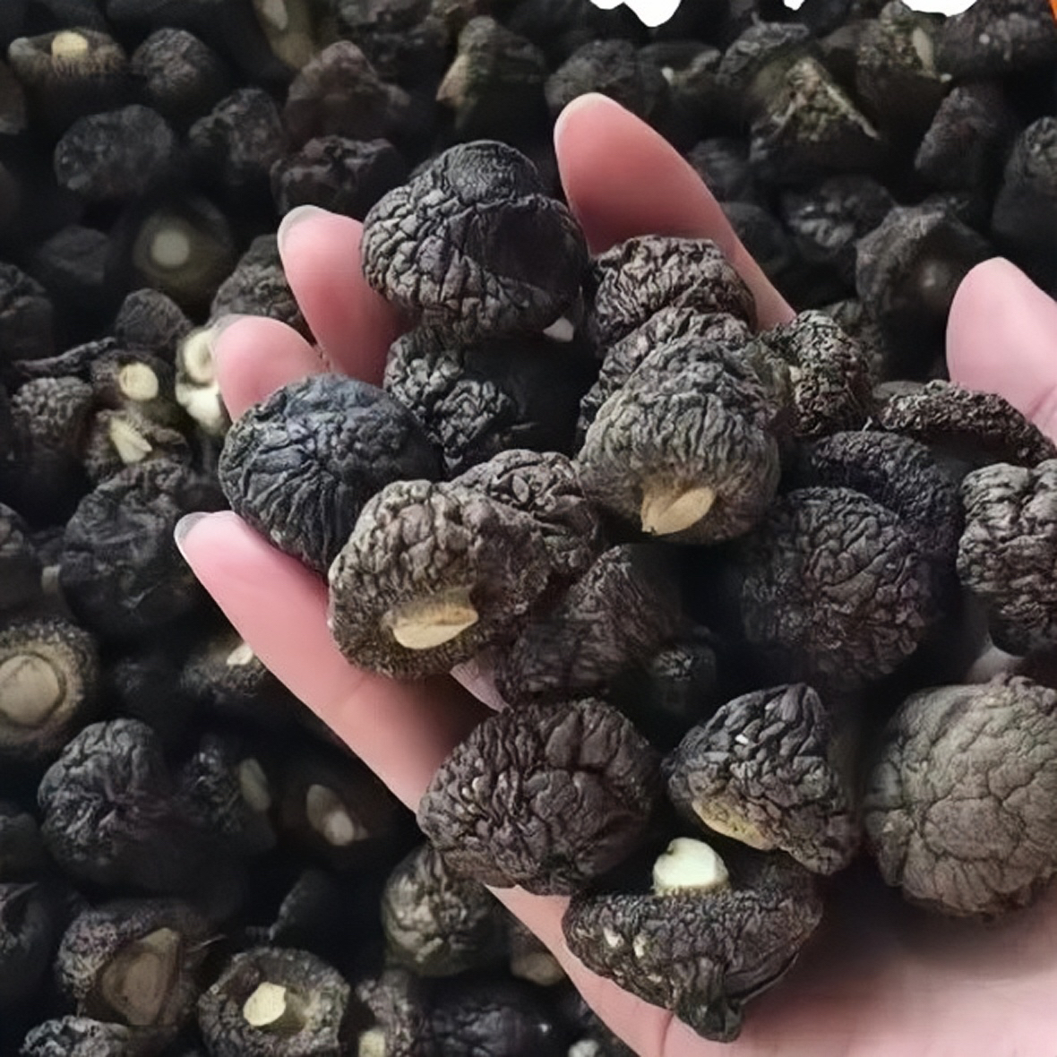 黑珍珠小香菇 边境收山货