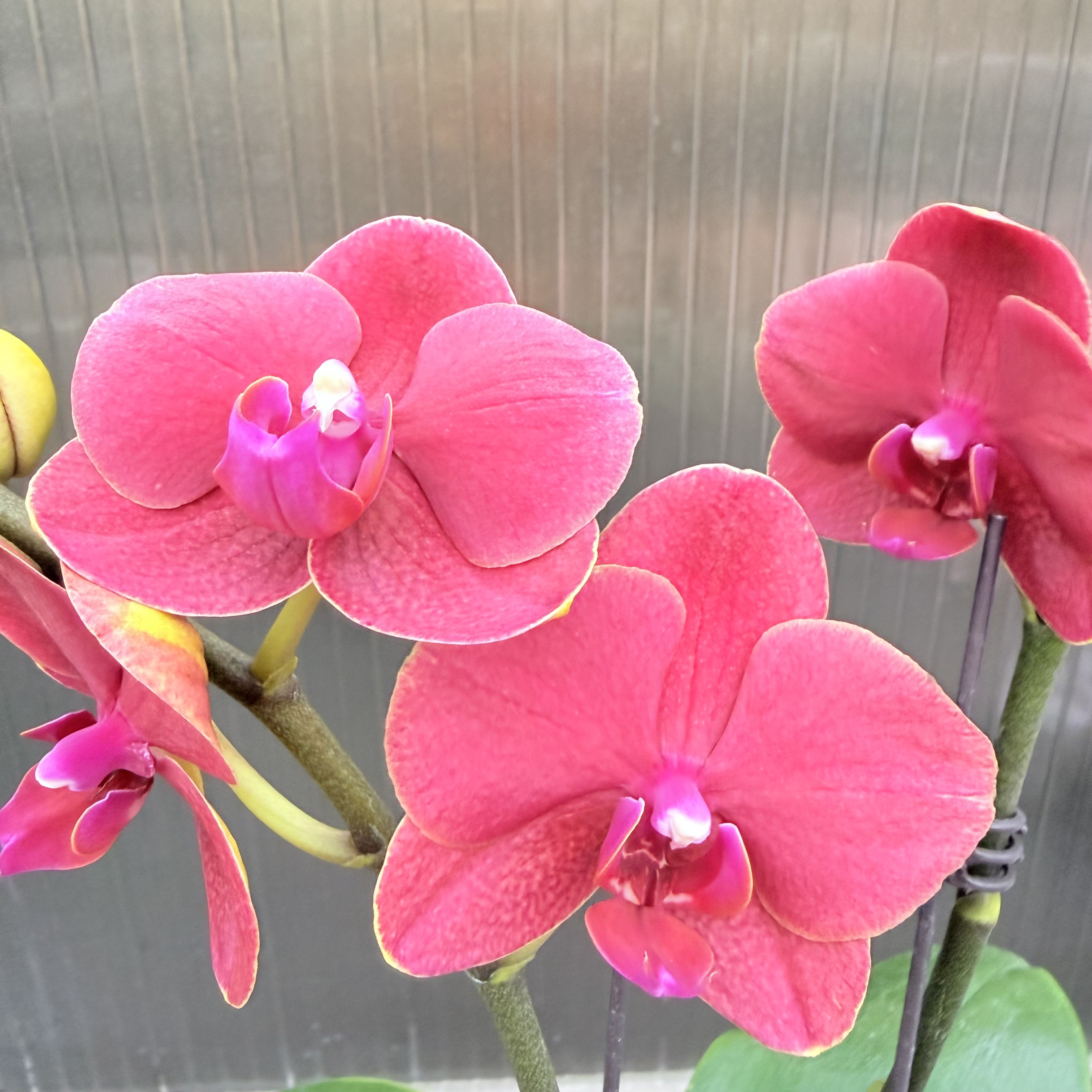 【吉祥】花心思精品蝴蝶兰 蜡质花 花期超长 苗情优质 基地直发
