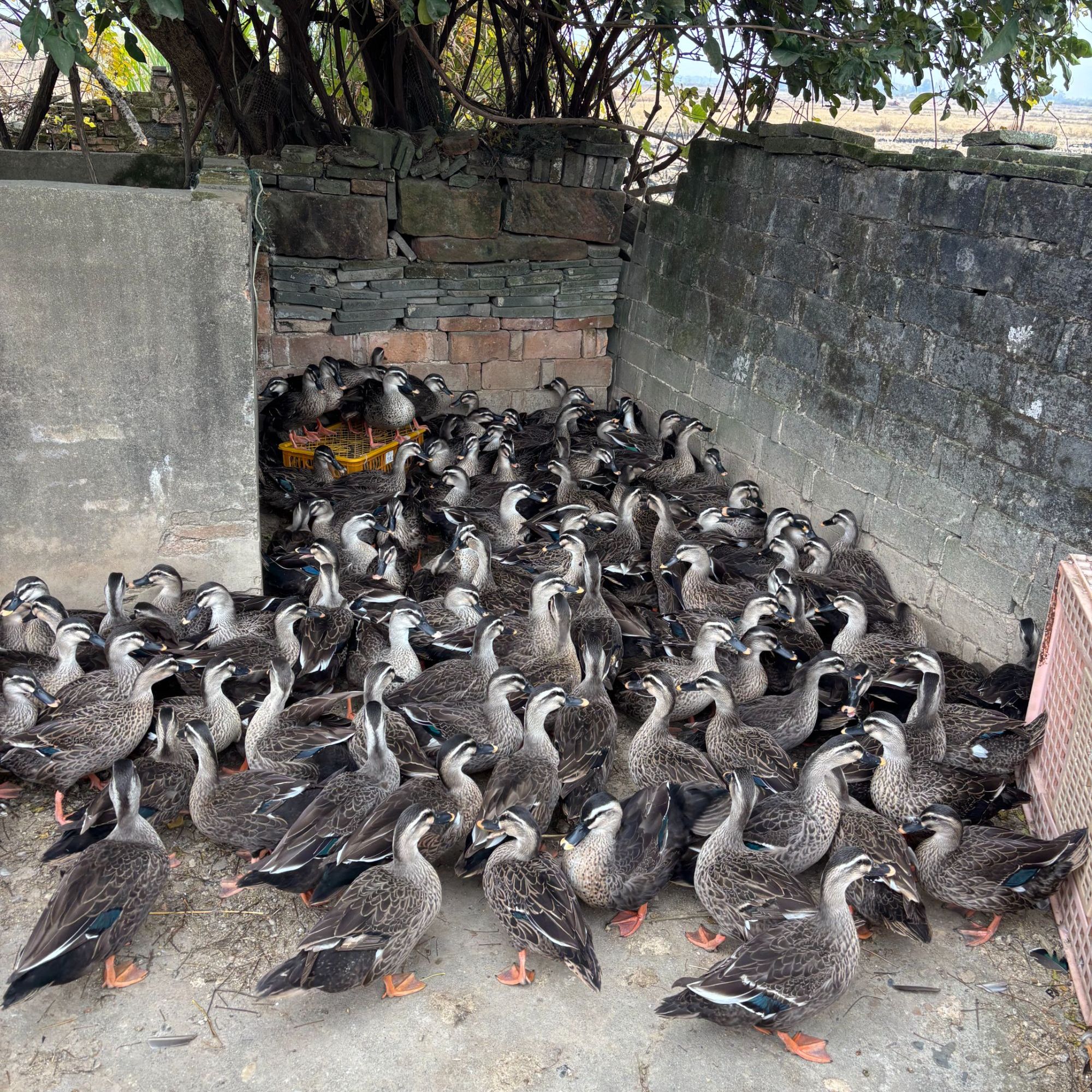 生态散养小飞鸭肉质鲜美可口直击味蕾包邮